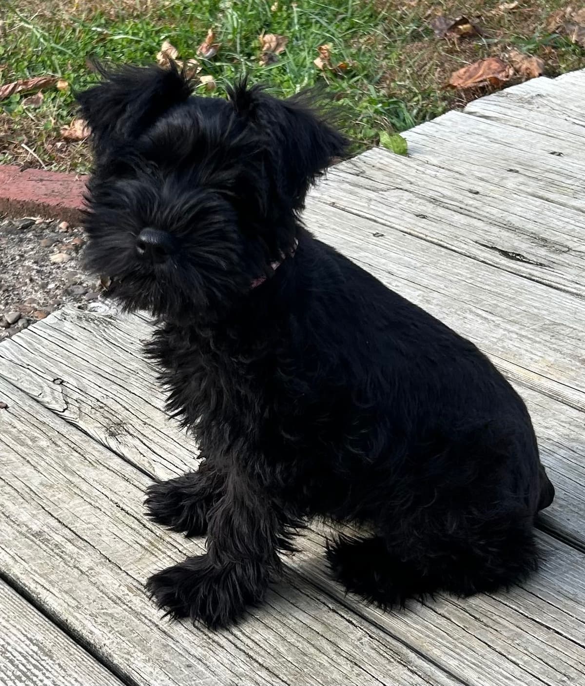 Miniature Schnauzer Puppies breeder image 11