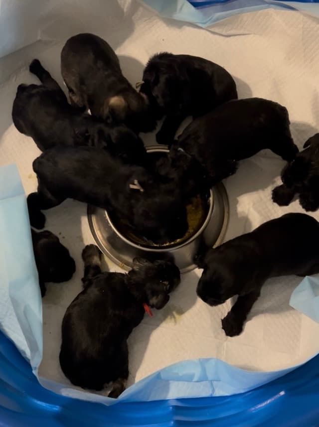 Miniature Schnauzer Puppies media 3