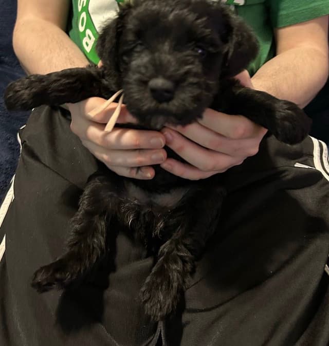 Miniature Schnauzer Puppies media 2