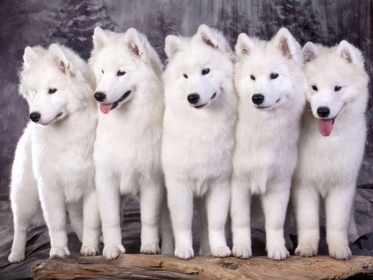 Samoyed Puppies breeder image 1