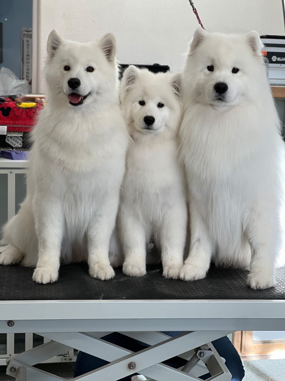 Samoyed Puppies breeder image 3