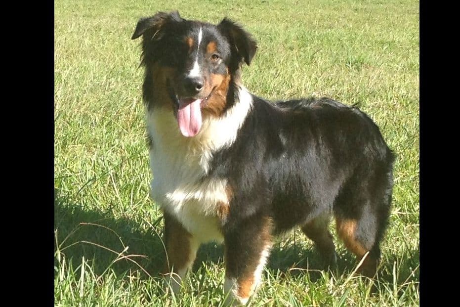 Australian Shepherd Puppies breeder image 1