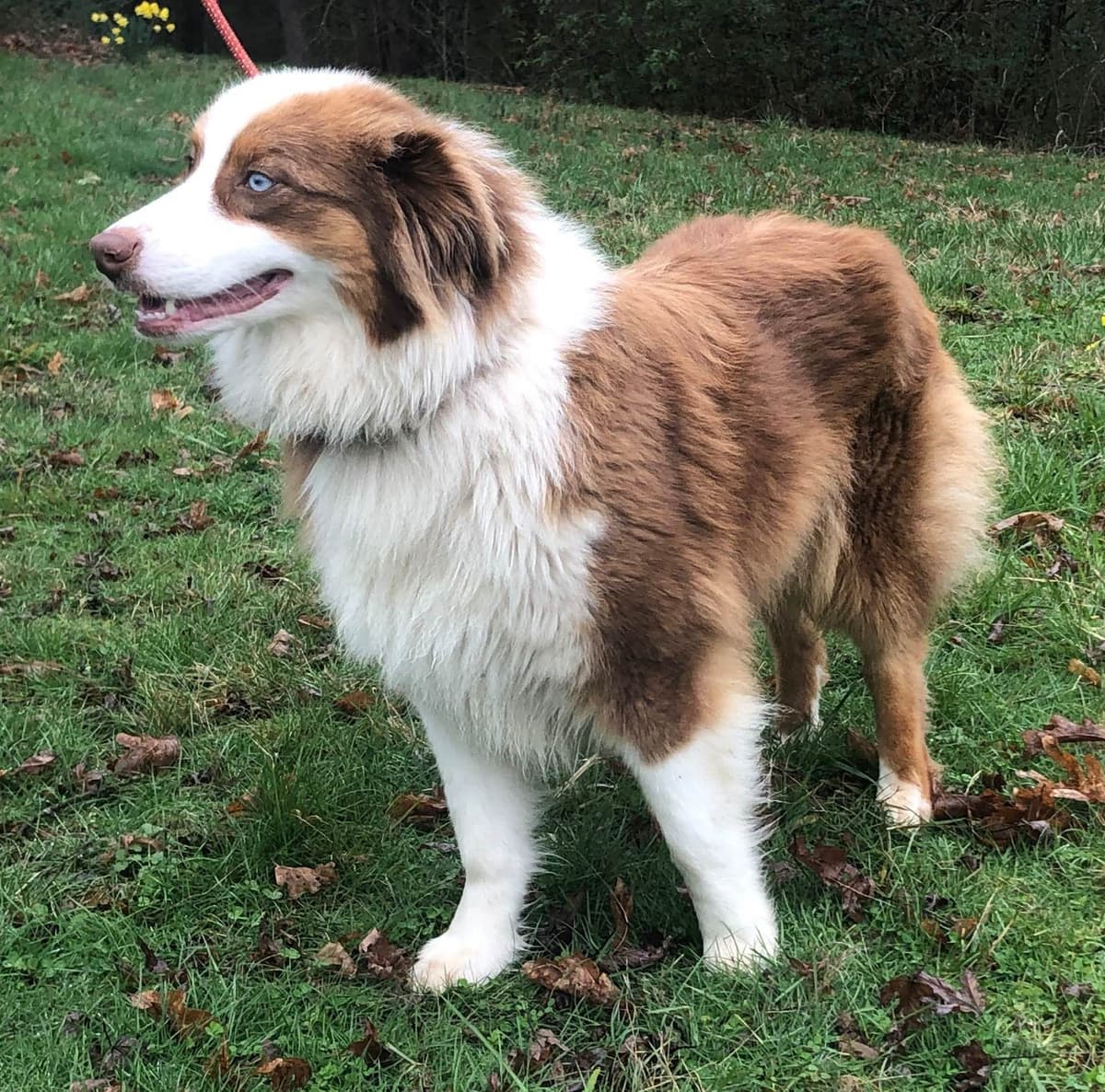 Australian Shepherd Puppies breeder image 2