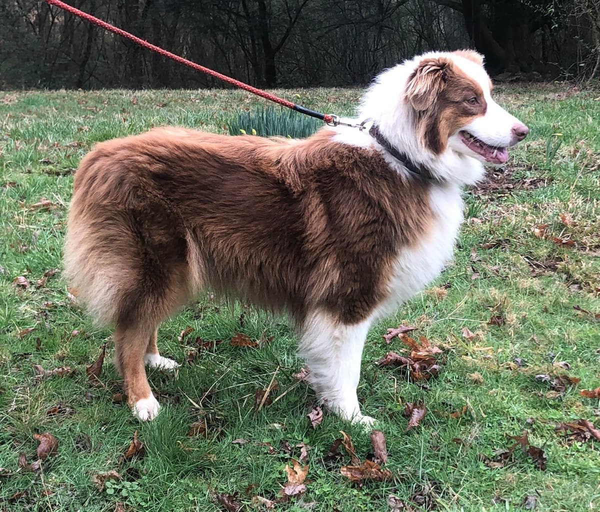 Australian Shepherd Puppies breeder image 3