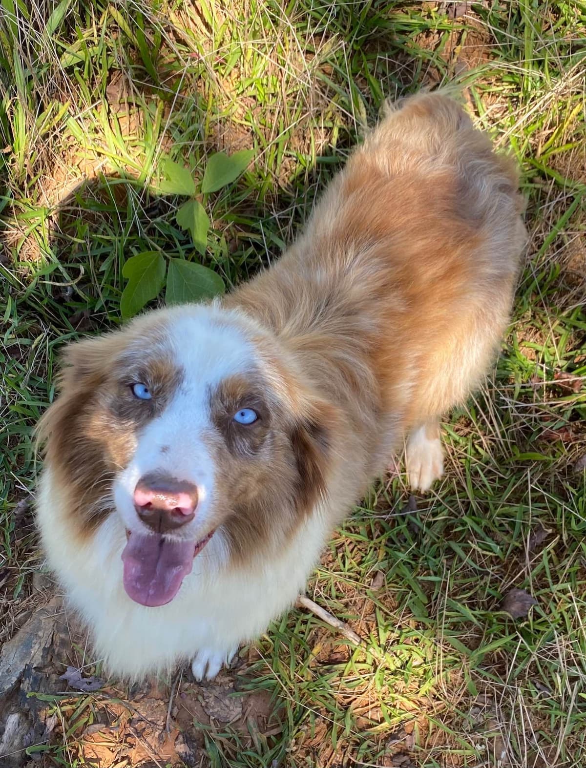 Australian Shepherd Puppies breeder image 5