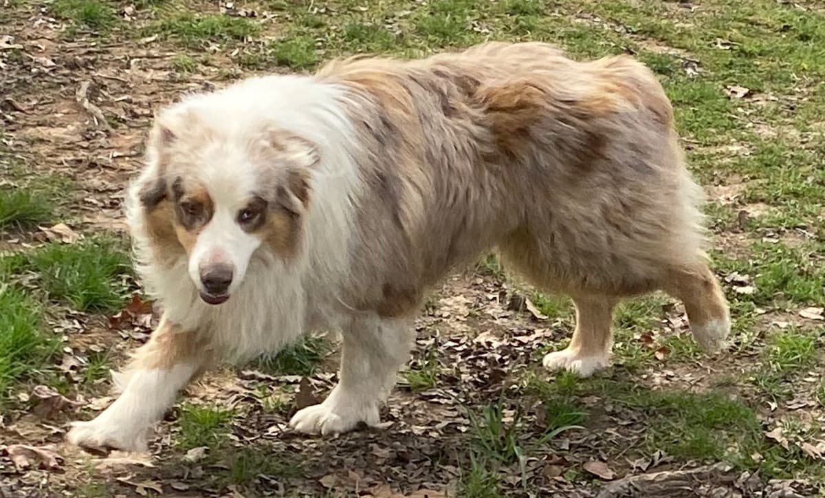 Australian Shepherd Puppies breeder image 7