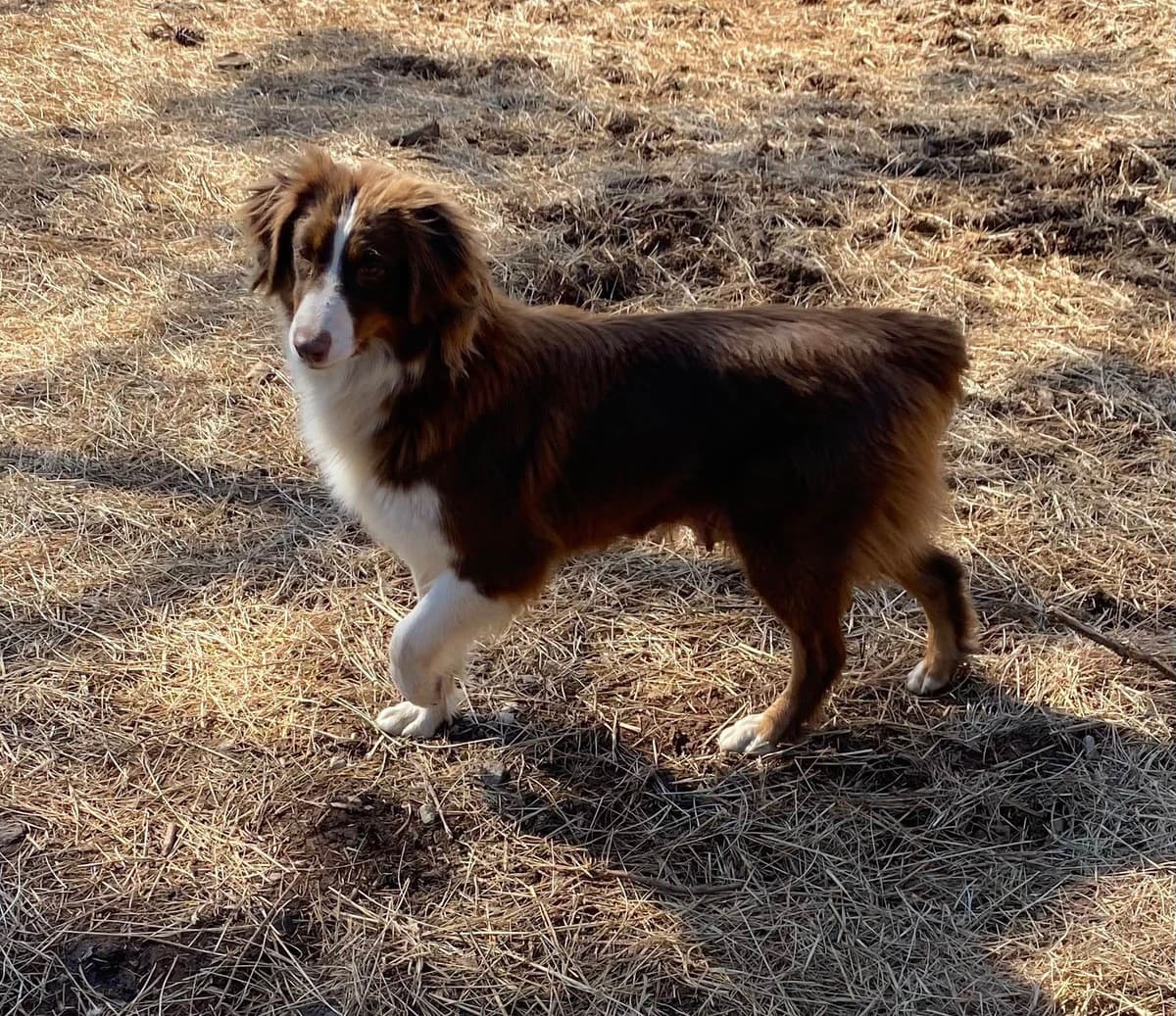 Australian Shepherd Puppies breeder image 10
