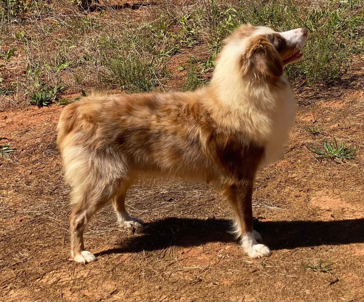 Australian Shepherd Puppies breeder image 11