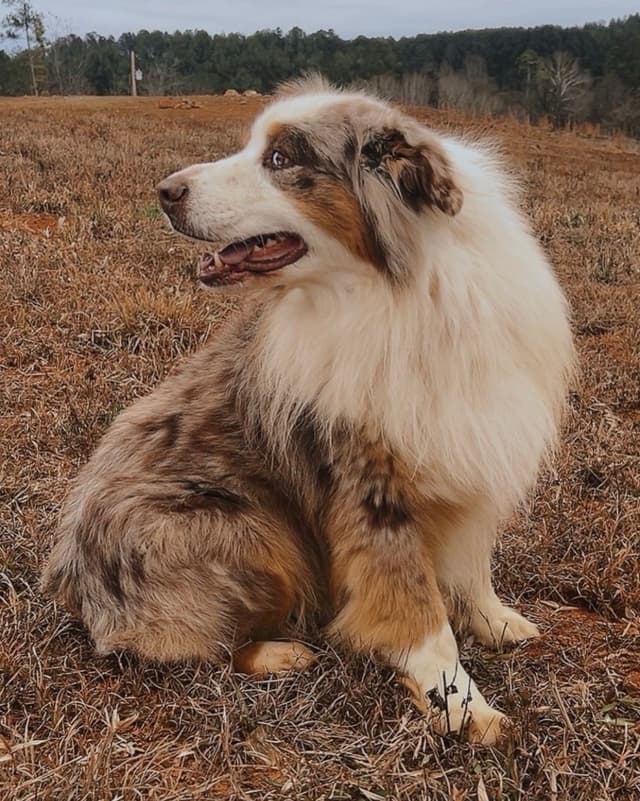 Australian Shepherd Puppies media 2