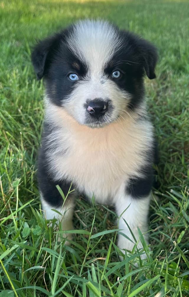 Australian Shepherd Puppies media 4