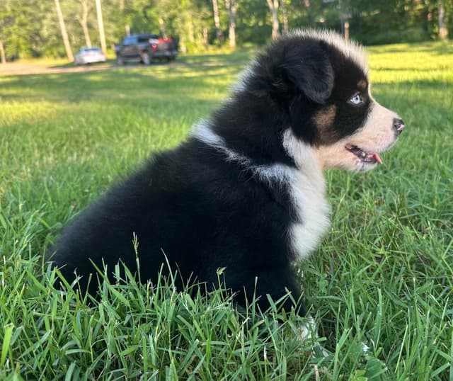 Australian Shepherd Puppies media 5