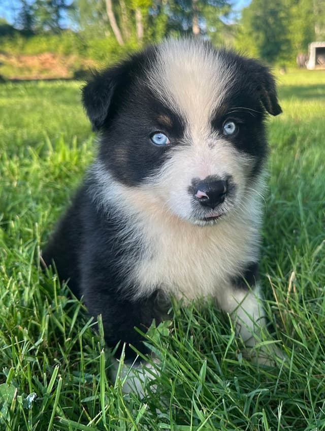 Australian Shepherd Puppies media 6