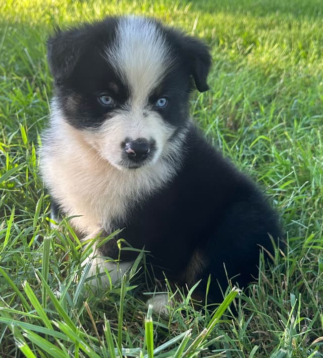 Australian Shepherd Puppies media 8