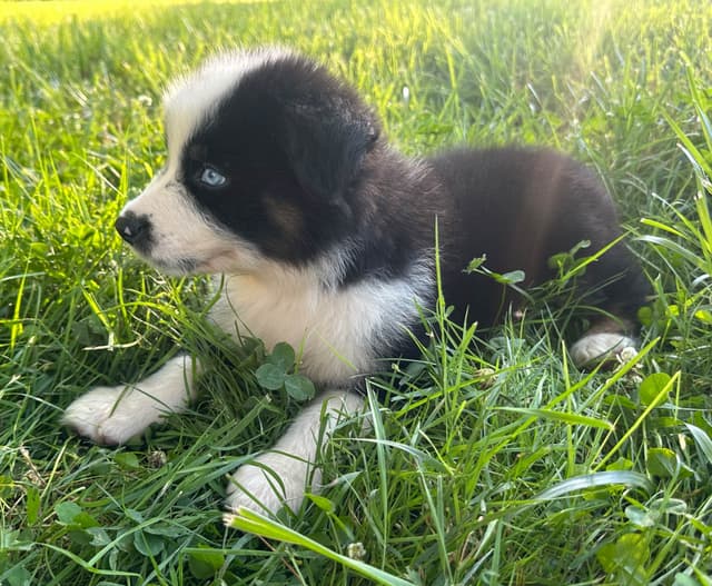 Australian Shepherd Puppies media 10