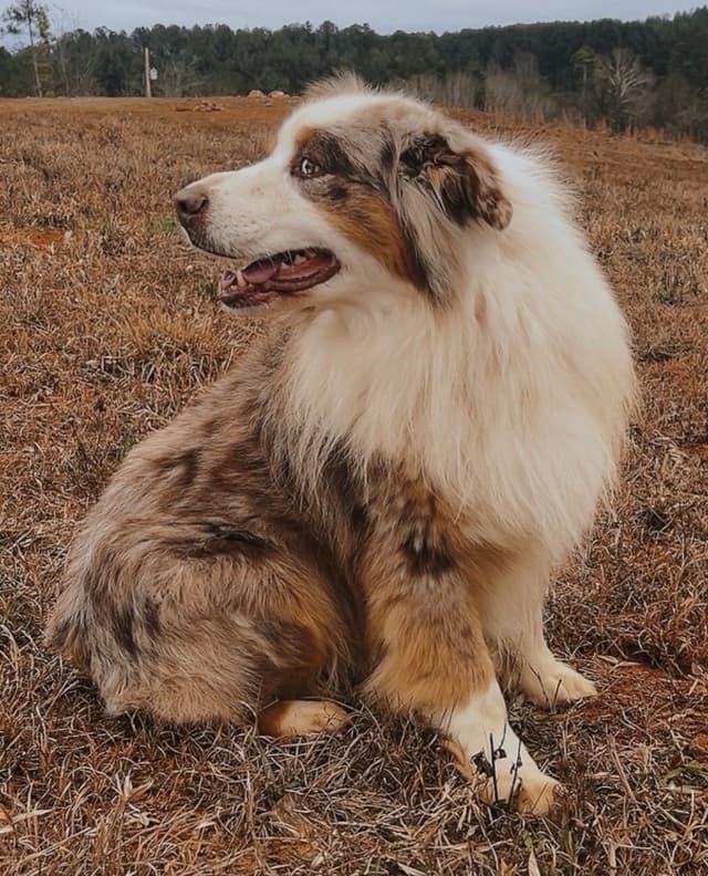 Australian Shepherd Puppies media 6