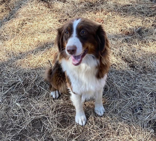 Australian Shepherd Puppies media 4