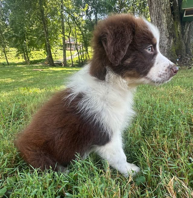 Australian Shepherd Puppies media 2