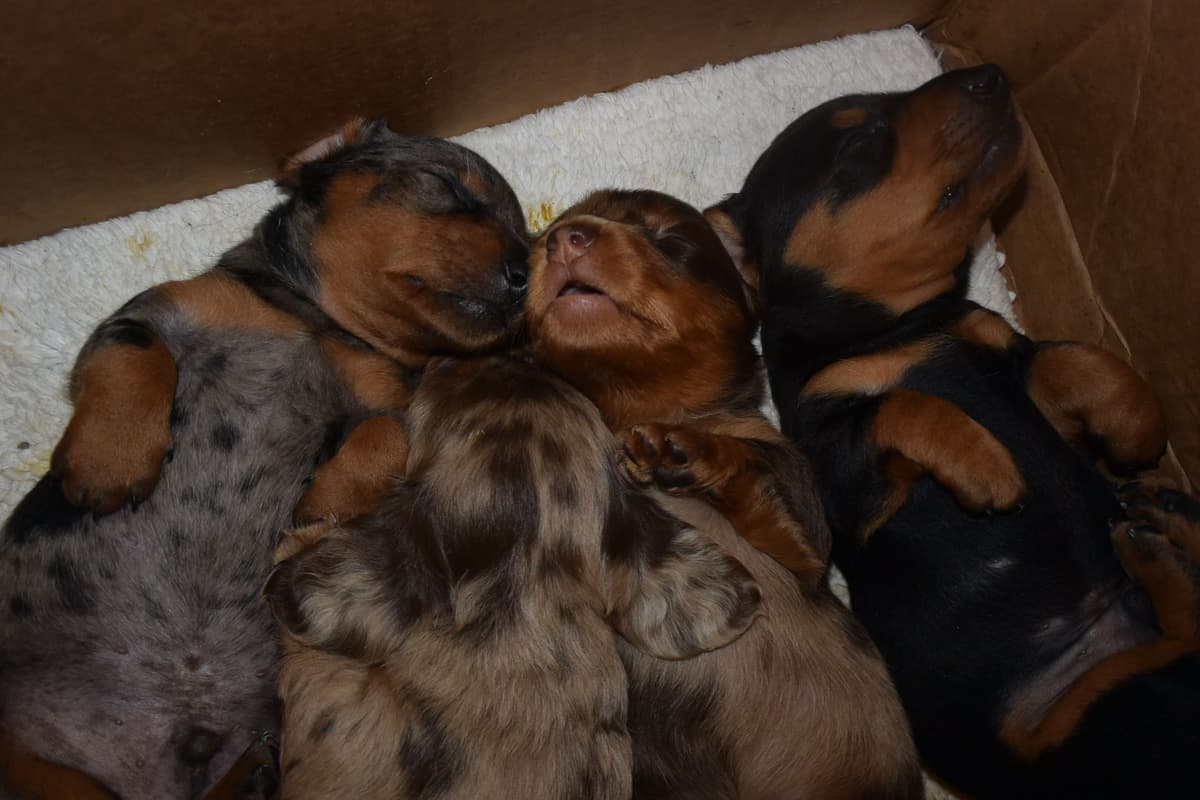 Miniature Dachshund Puppies breeder image 1