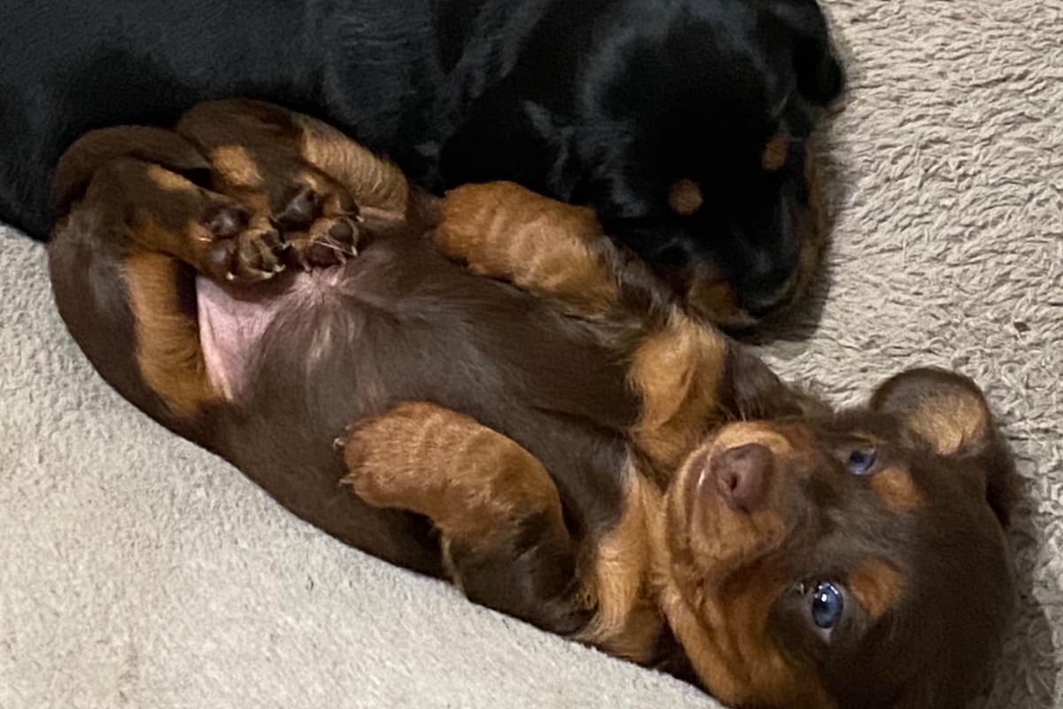 Miniature Dachshund Puppies breeder image 5