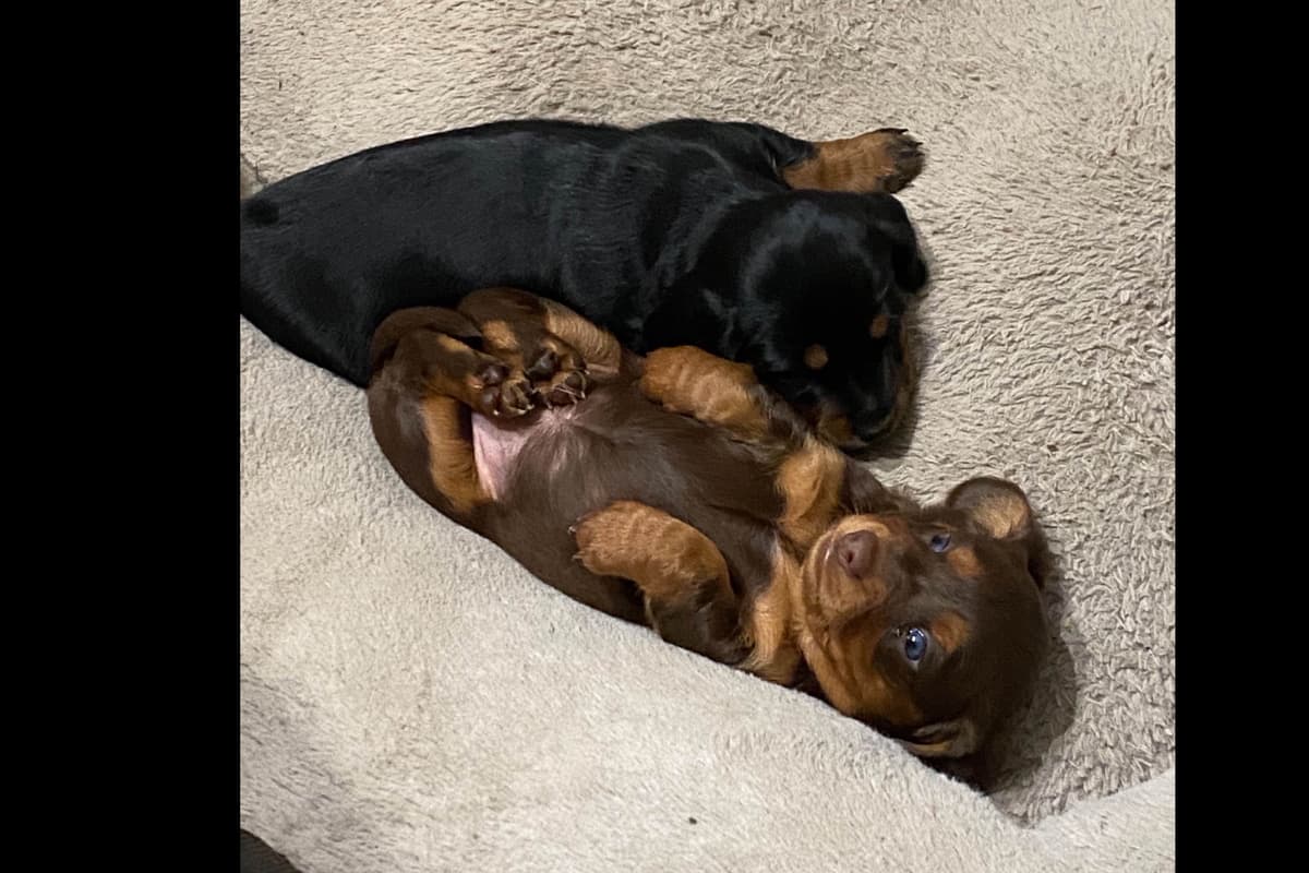 Miniature Dachshund Puppies breeder image 6