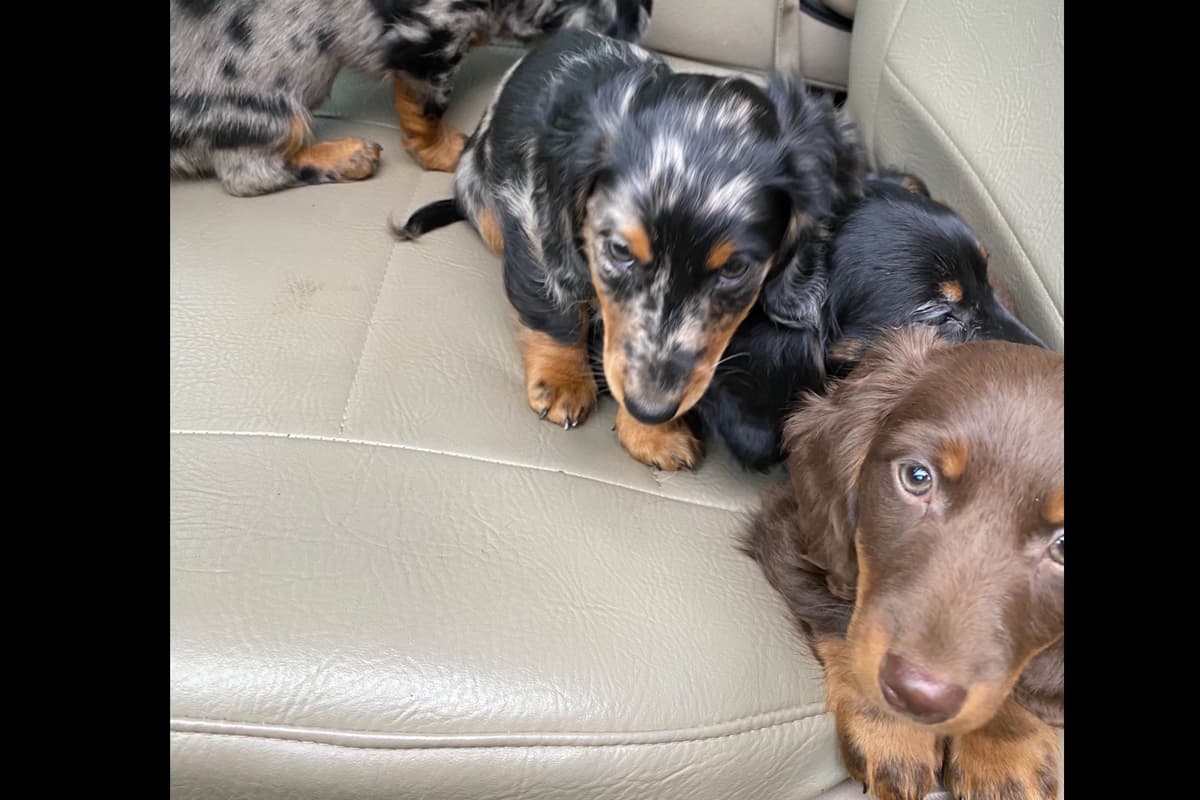 Miniature Dachshund Puppies breeder image 7
