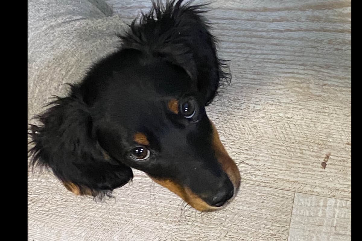 Miniature Dachshund Puppies breeder image 9