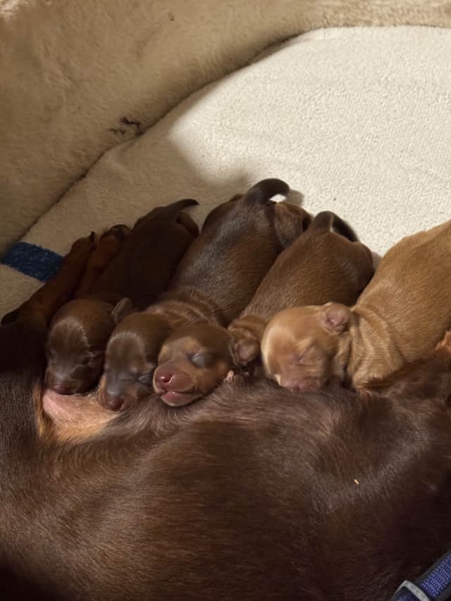 Miniature Dachshund Puppies media 11