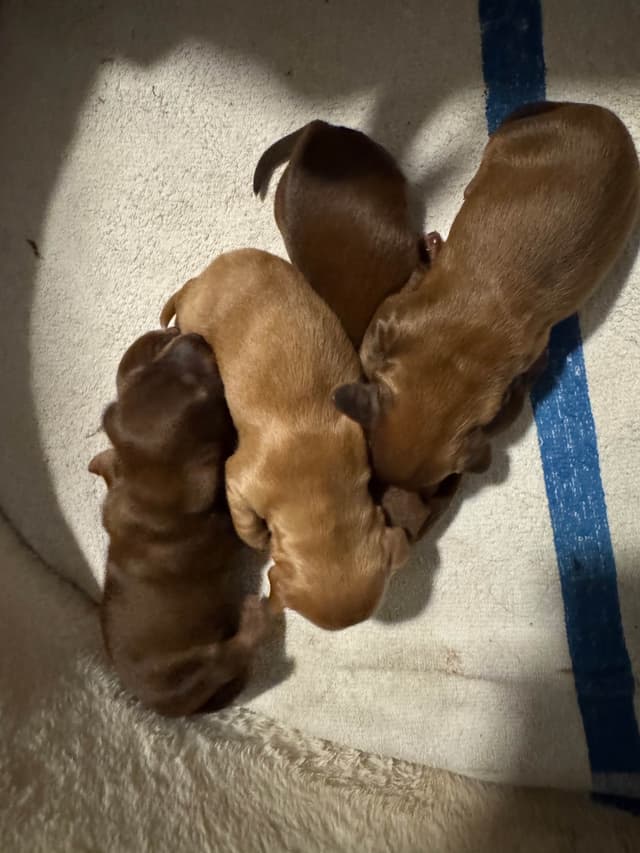 Miniature Dachshund Puppies media 9
