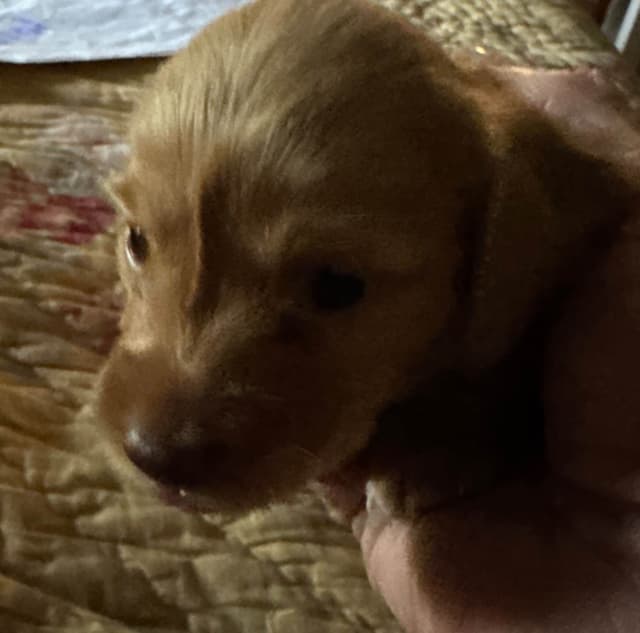 Miniature Dachshund Puppies media 10