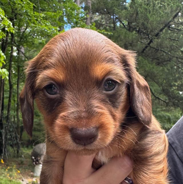 Miniature Dachshund Puppies media 5