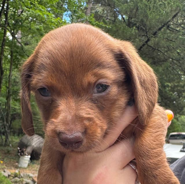 Miniature Dachshund Puppies media 4
