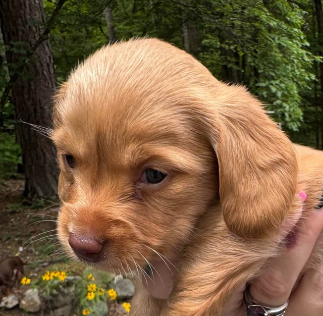 Miniature Dachshund Puppies media 7
