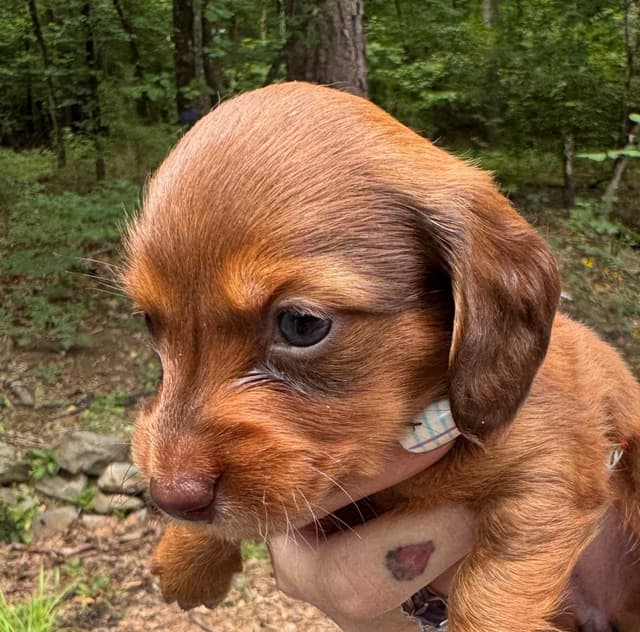 Miniature Dachshund Puppies media 6
