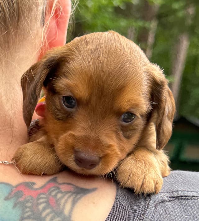 Miniature Dachshund Puppies media 3