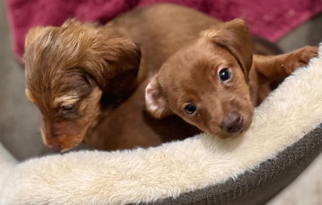 Miniature Dachshund Puppies media 12