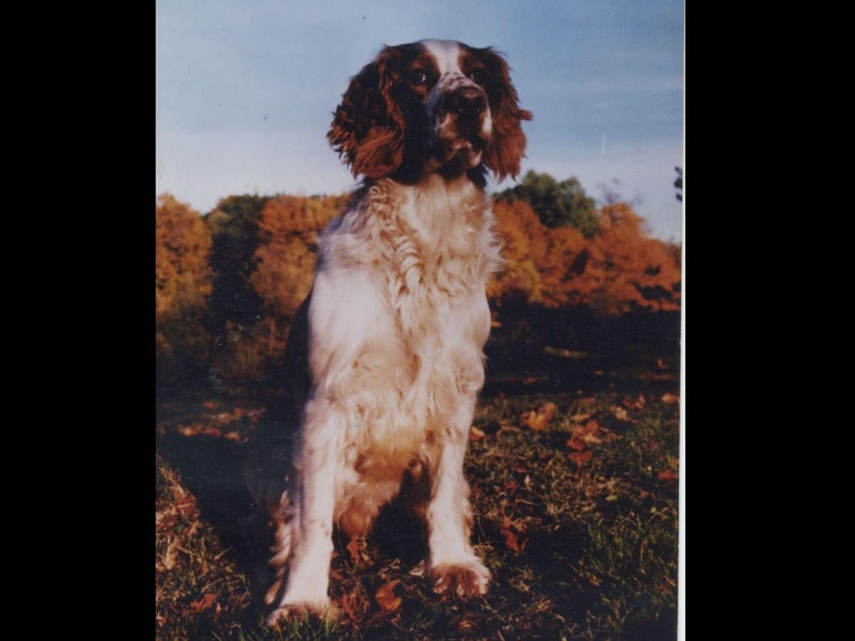 Welsh Springer Spaniel Puppies breeder image 2