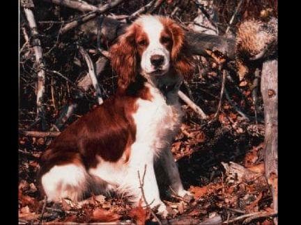 Welsh Springer Spaniel Puppies breeder image 3