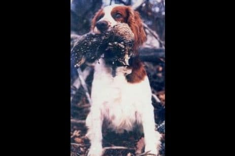 Welsh Springer Spaniel Puppies breeder image 1