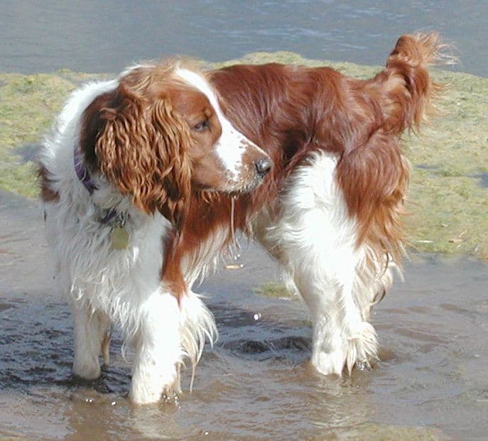 Welsh Springer Spaniel Puppies breeder image 4