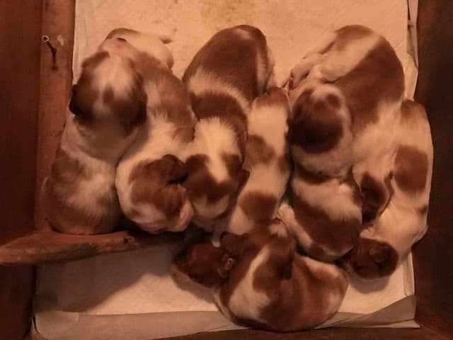 Welsh Springer Spaniel Puppies breeder image 8