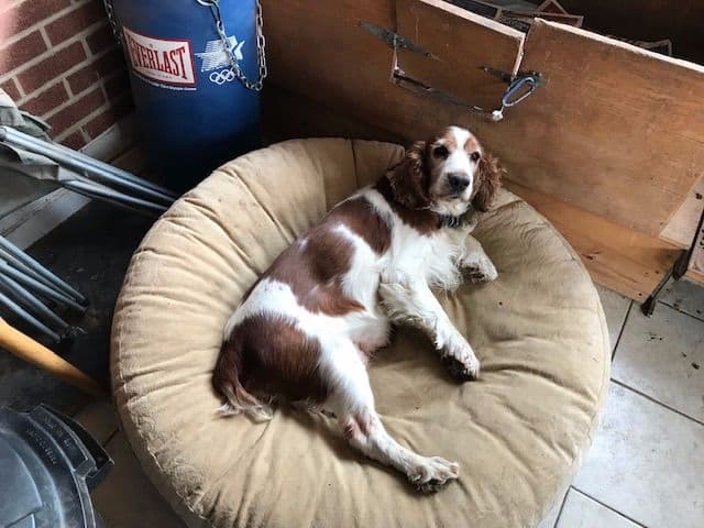 Welsh Springer Spaniel Puppies breeder image 9