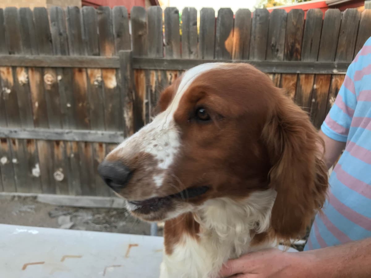 Welsh Springer Spaniel Puppies breeder image 10