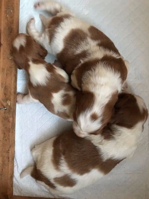 Welsh Springer Spaniel Puppies breeder image 11