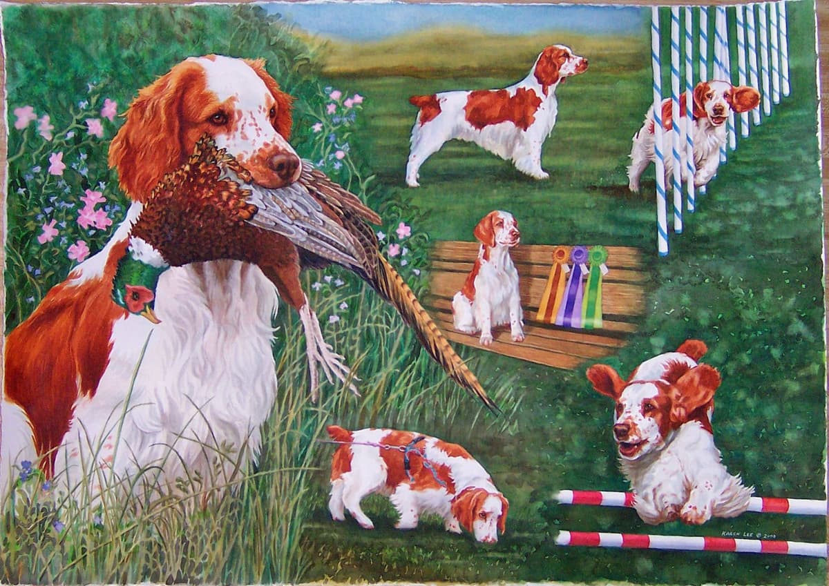 Welsh Springer Spaniel Puppies breeder image 12