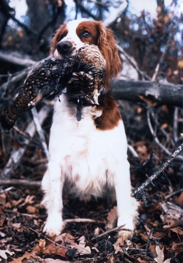 Welsh Springer Spaniel Puppies media 2