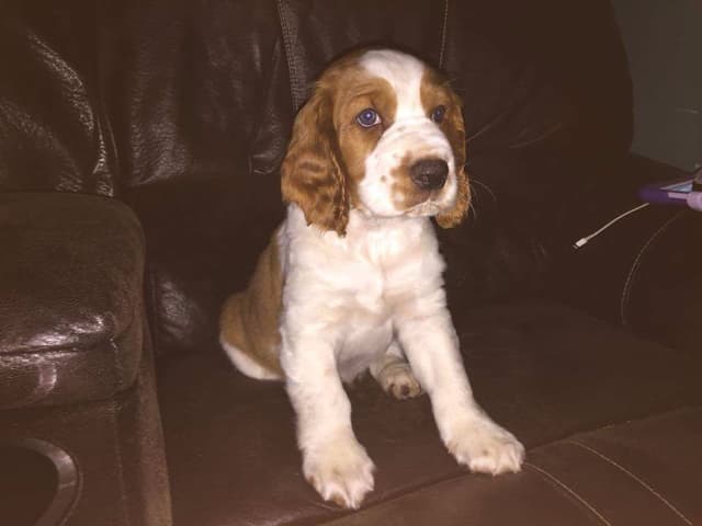 Welsh Springer Spaniel Puppies media 3