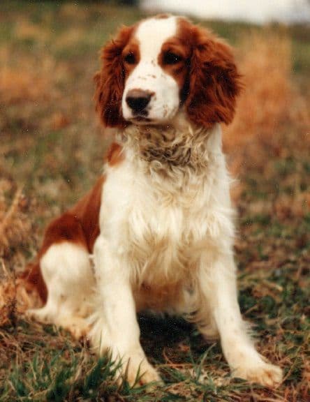 Welsh Springer Spaniel Puppies media 4