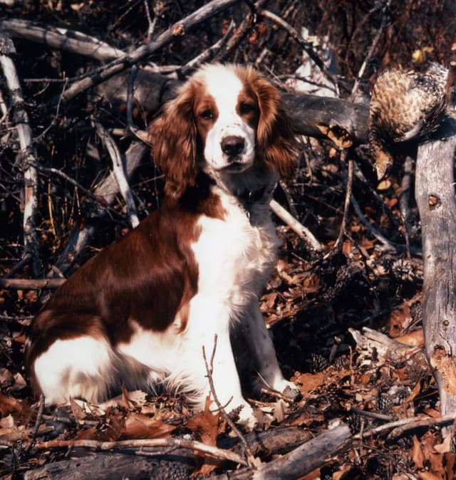 Welsh Springer Spaniel Puppies media 5