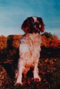 Welsh Springer Spaniel Puppies media 8