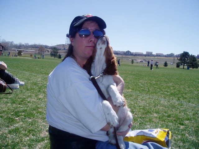 Welsh Springer Spaniel Puppies media 9